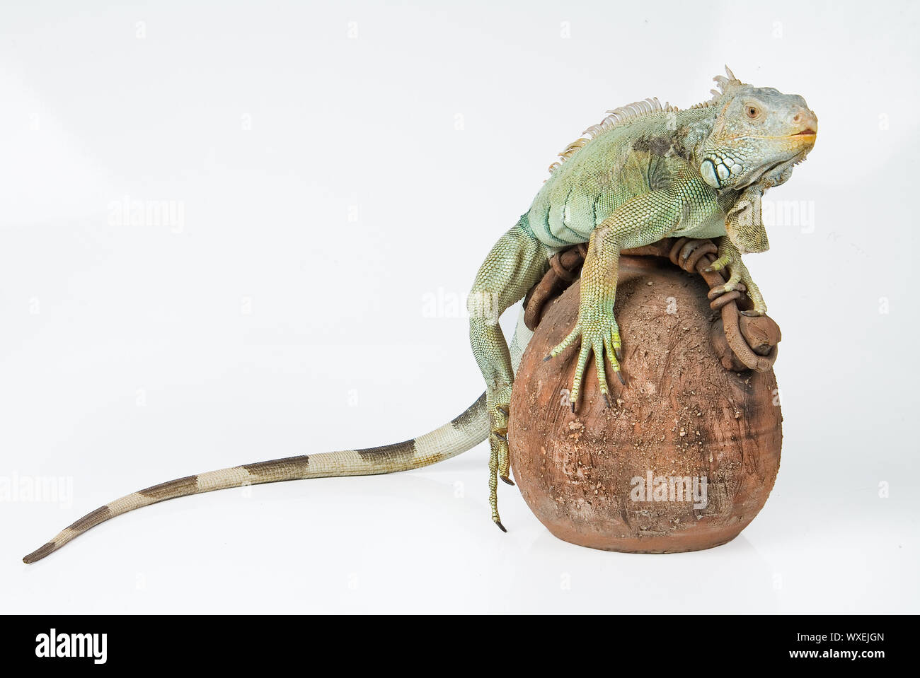 Iguana Stock Photo