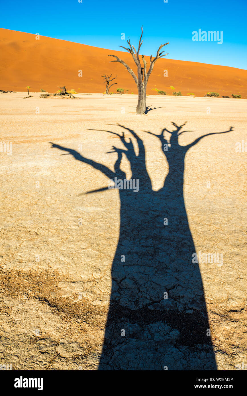 Dead Camelthorn Trees and red dunes in Deadvlei, Sossusvlei, Namib-Naukluft National Park, Namibia Stock Photo