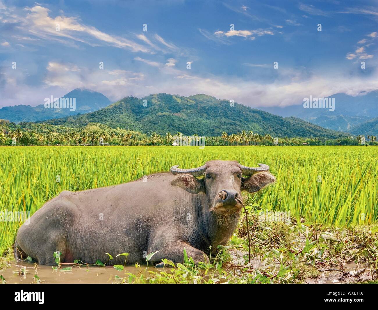 The carabao (Filipino: kalabaw) is a species of the domestic Asian water buffalo (Bubalus bubalis) native to the Philippines. It plows rice fields. Stock Photo