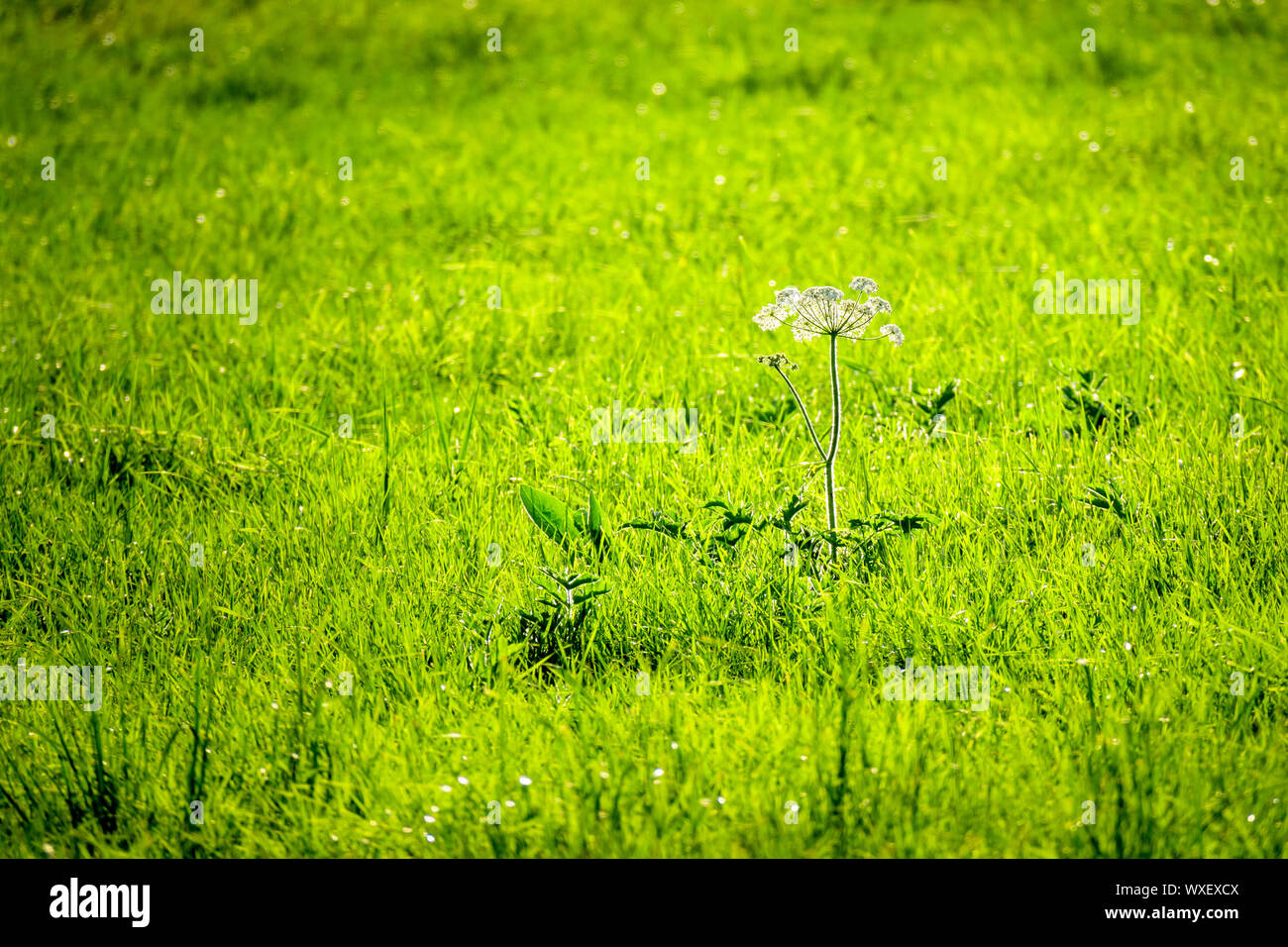 flower on a green meadow with back light Stock Photo