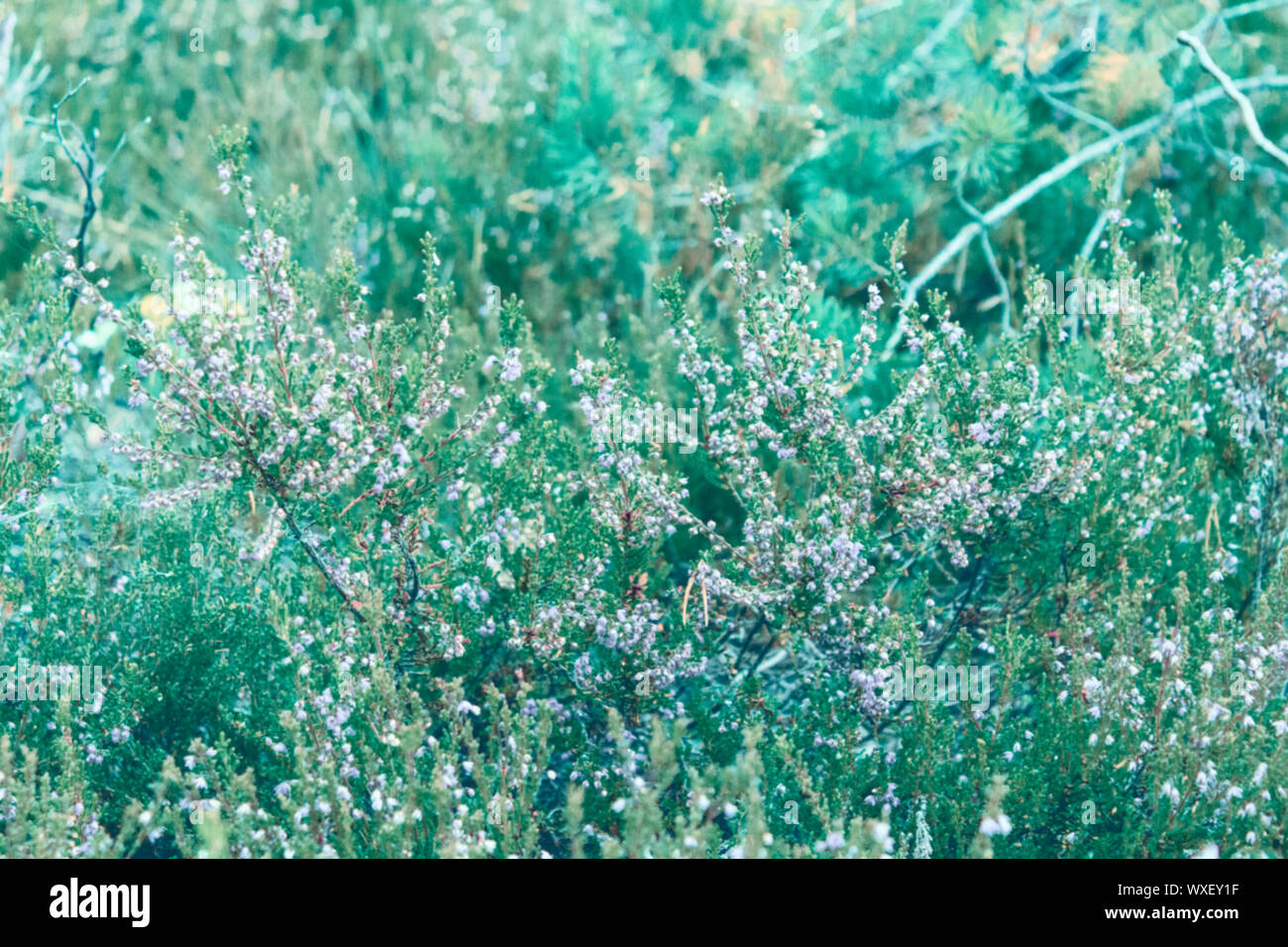 Fresh wild heather in neo mint trendy pastel color. Green grass texture