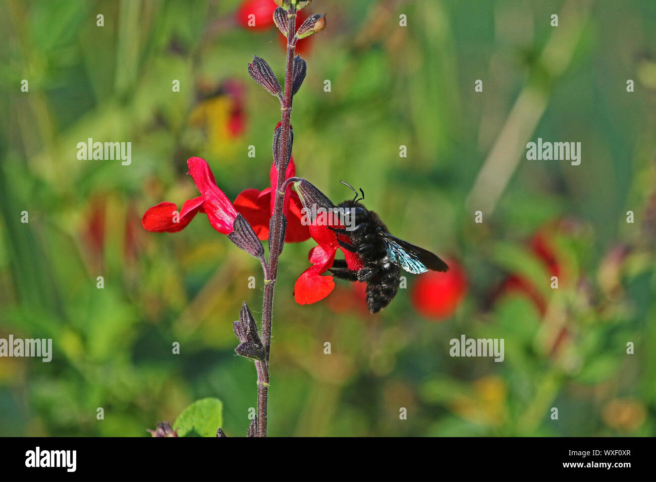 Carpenter bee Latin name xylocopa violacea feeding on scarlet flowering sage royal bumble or salvia x jamensis close up blooming in Italy in spring Stock Photo