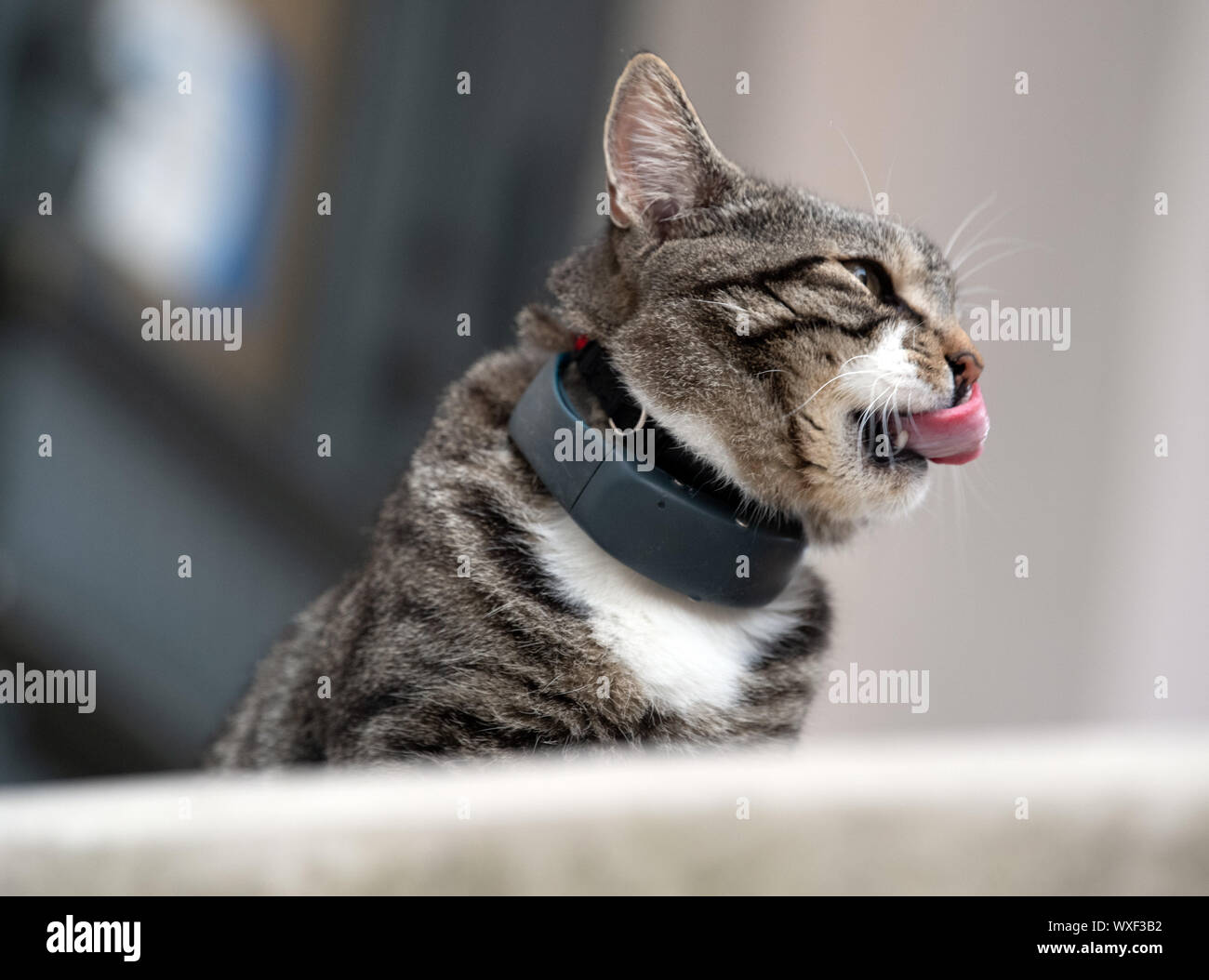 Human cat collar hires stock photography and images Alamy