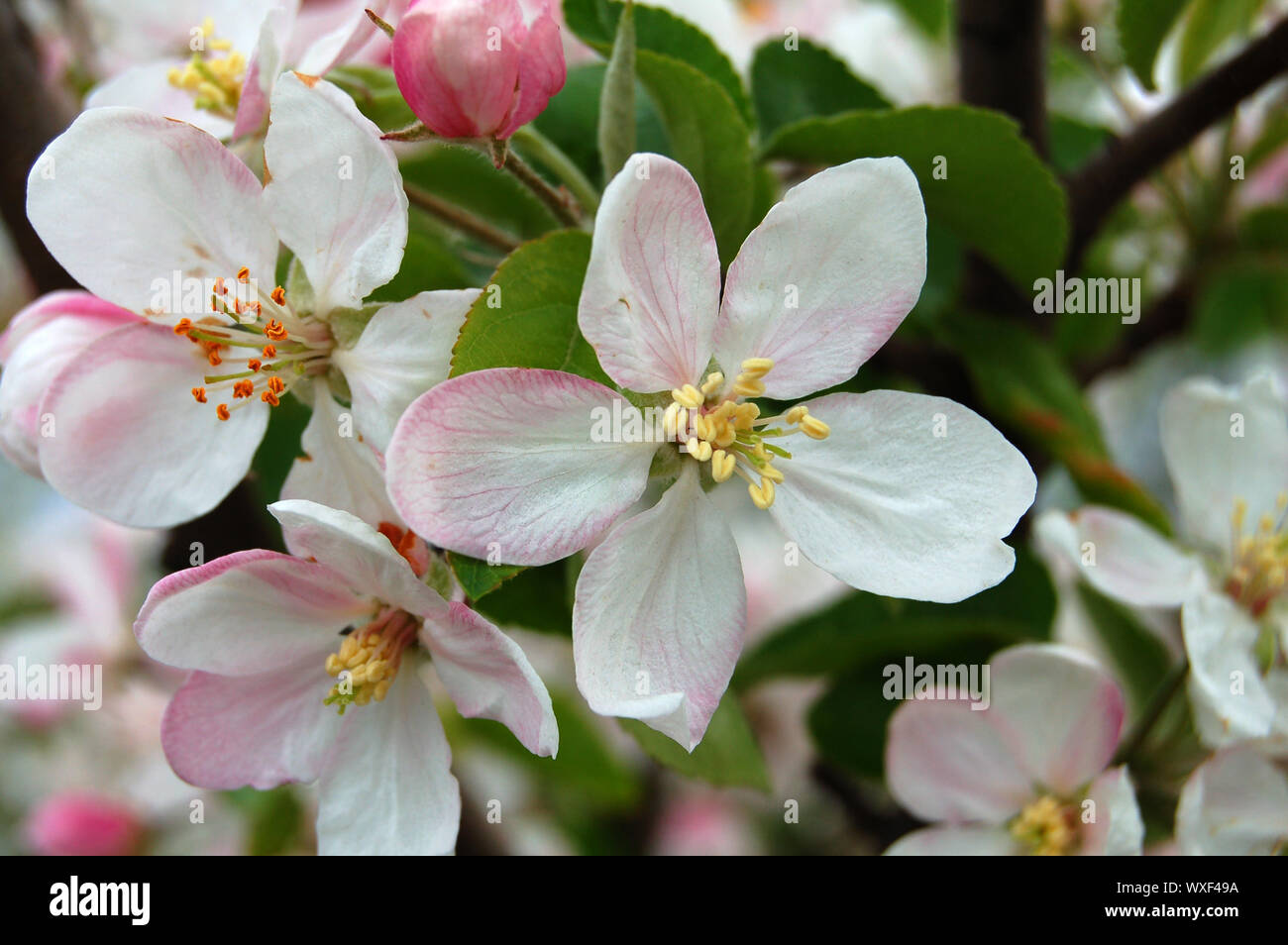Pink Color Flower Of Apple Tree With Green Leaf Stock Photo Alamy