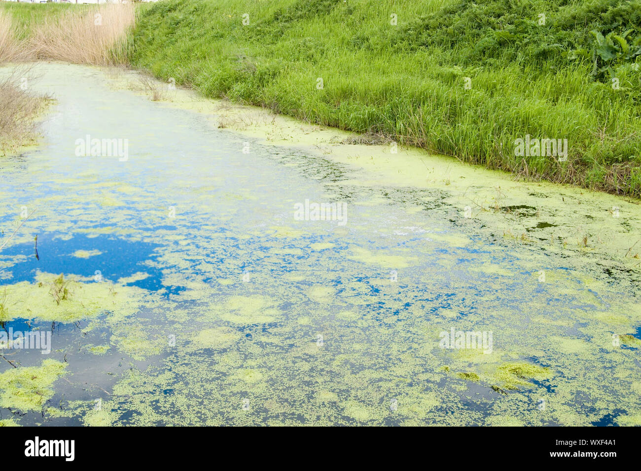 Blue green algae micro hi-res stock photography and images - Alamy