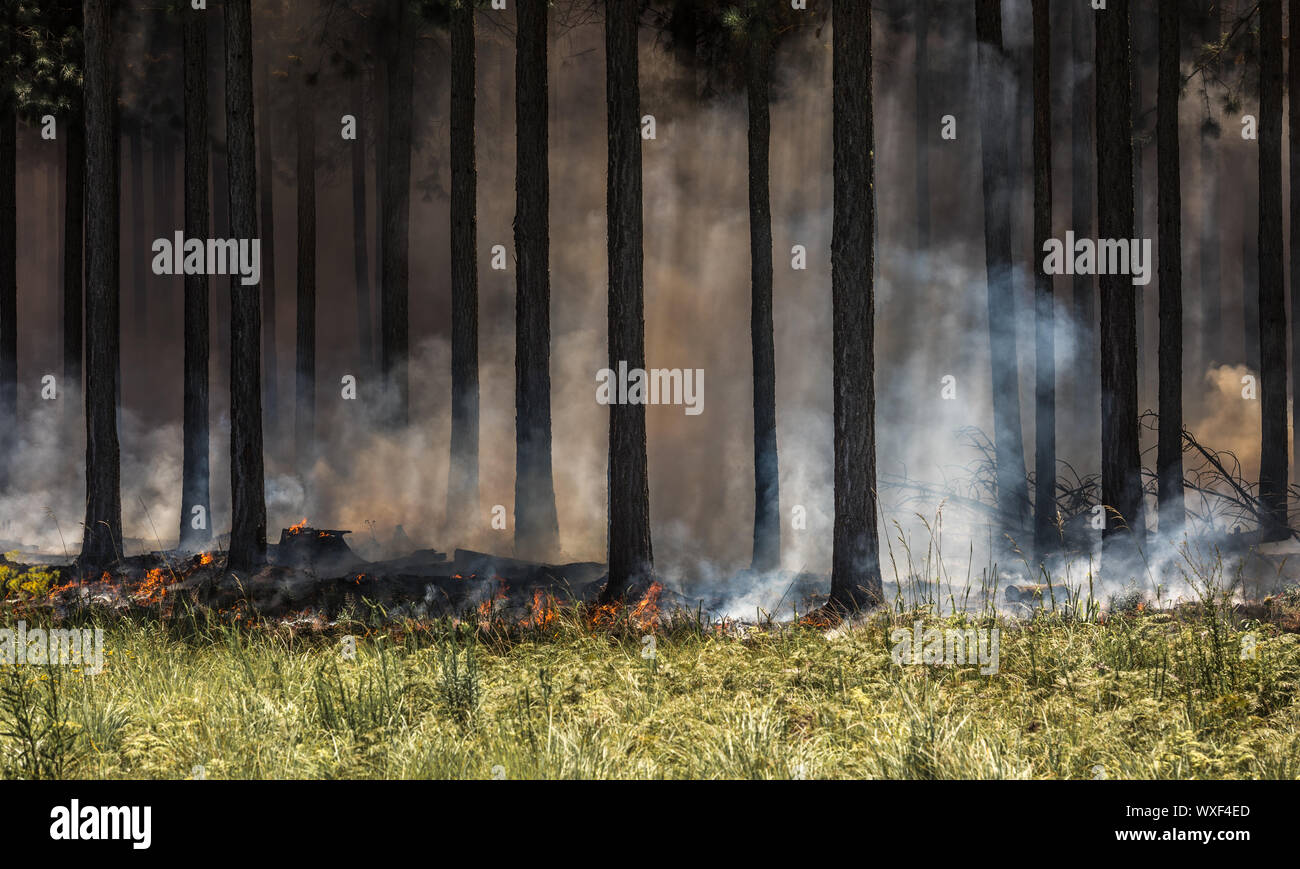 Wildfire, fire in a forest. Stock Photo