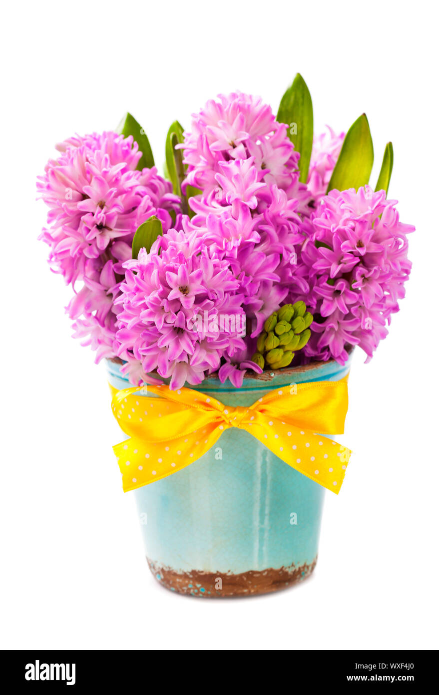 Beautiful Hyacinths in vase over white Stock Photo Alamy