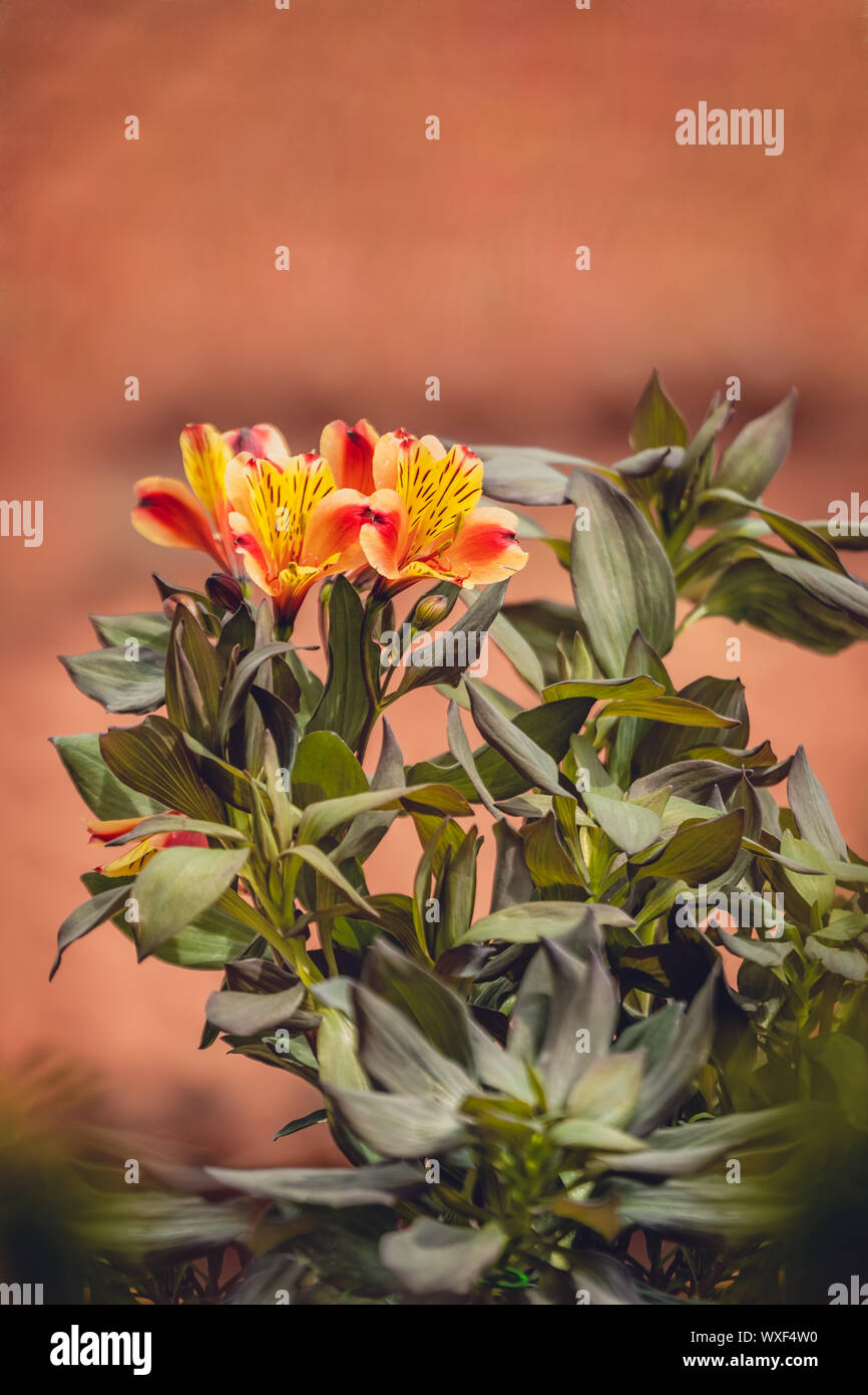 Alstroemeria ‘orange glory’ hires stock photography and images Alamy