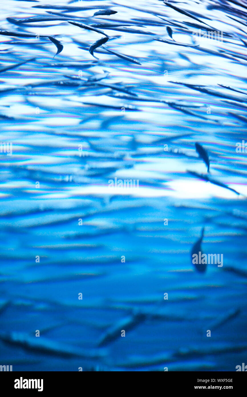 Many mackerel fish, underwater view Stock Photo Alamy