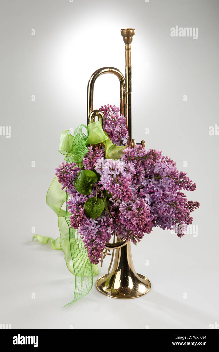 White flowers trumpet hires stock photography and images Alamy