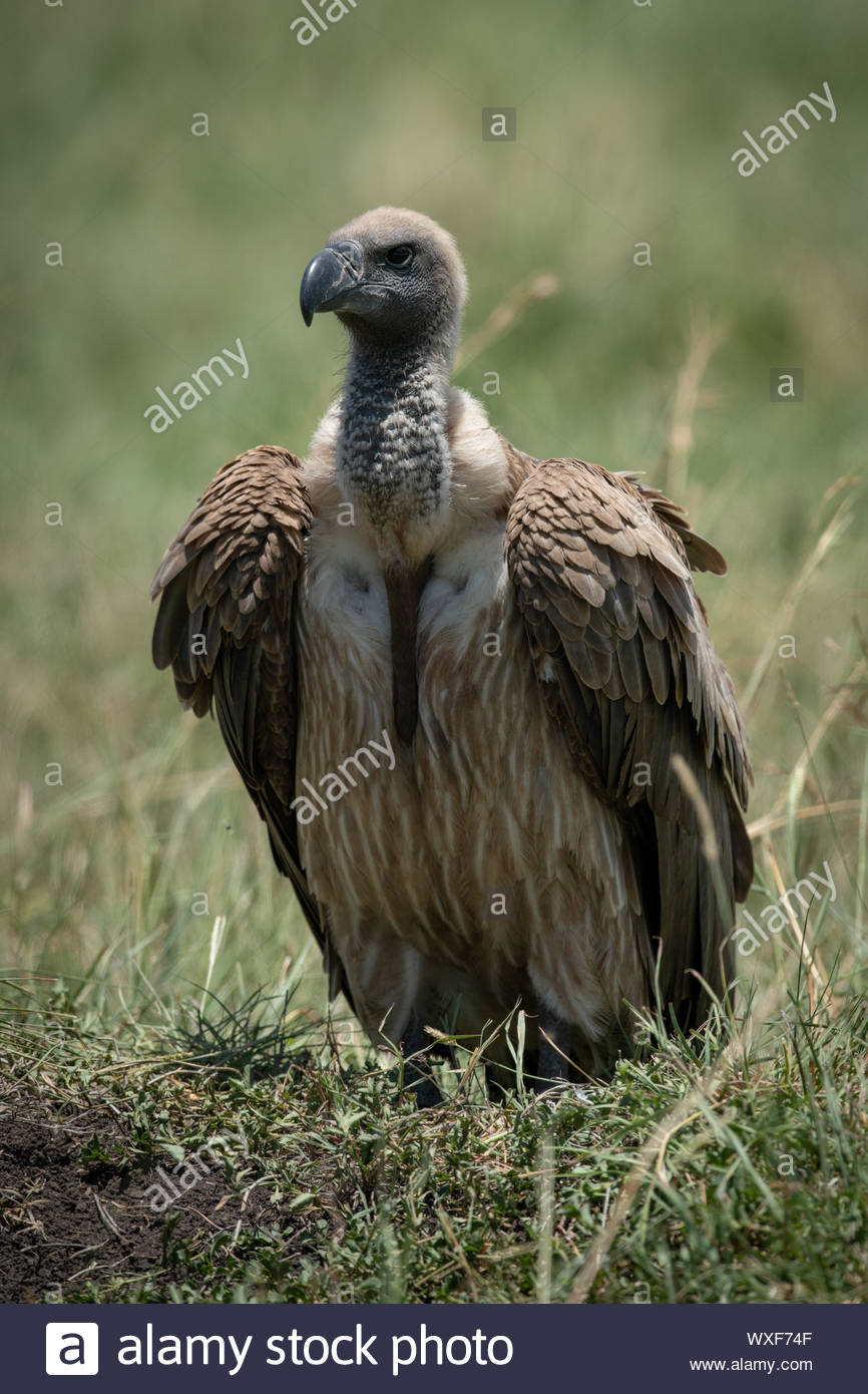 Carrion Feeding Birds Stock Photos & Carrion Feeding Birds Stock Images ...