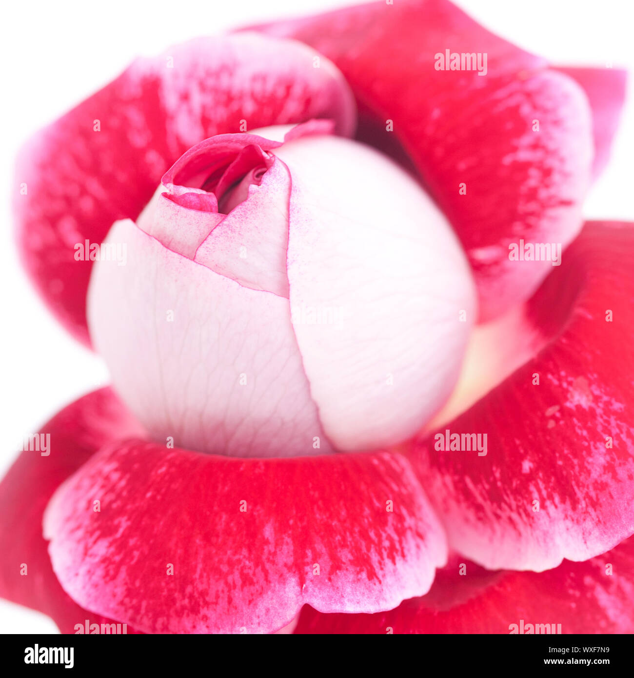 unusual beautiful red rose isolated on white Stock Photo - Alamy