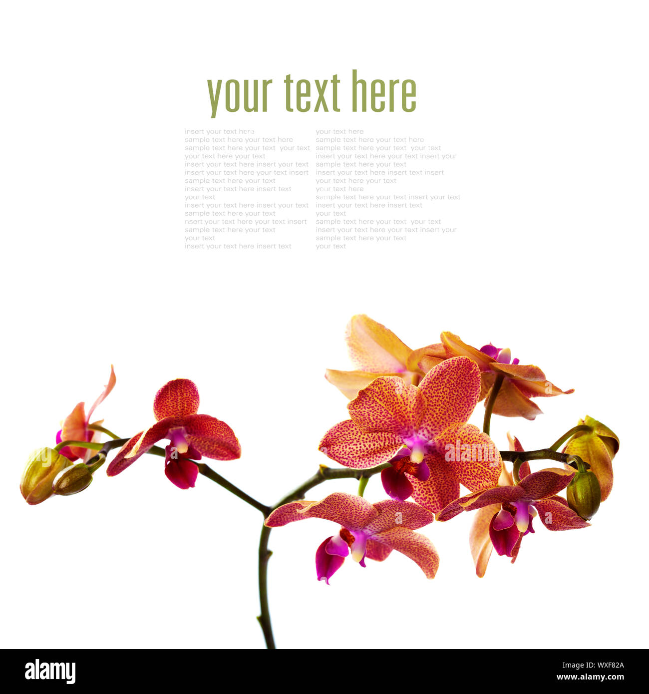 Orchid isolated on white background (with easy removable sample text ...