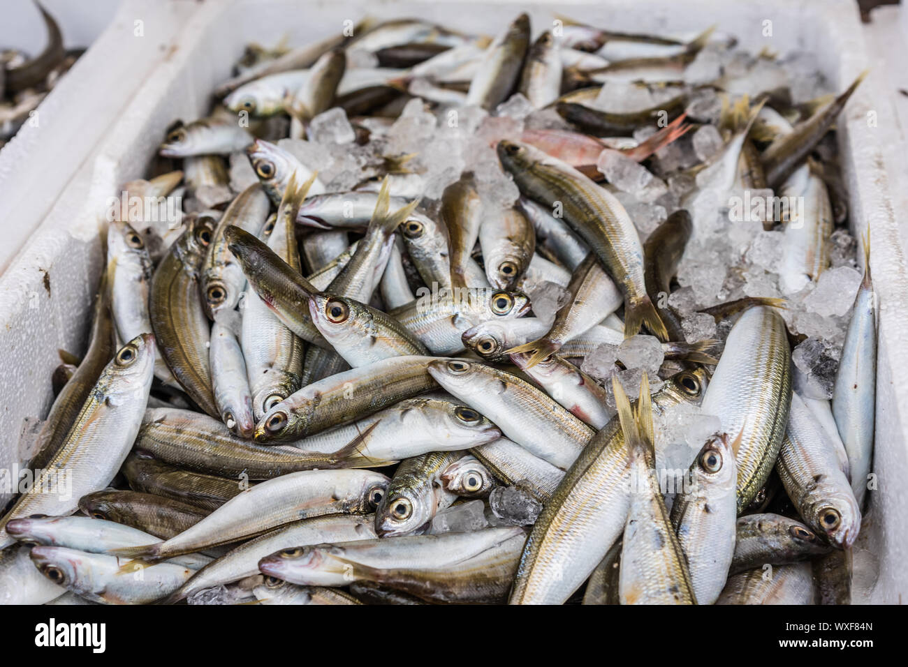 Box of tiny freshly caught sardines Stock Photo