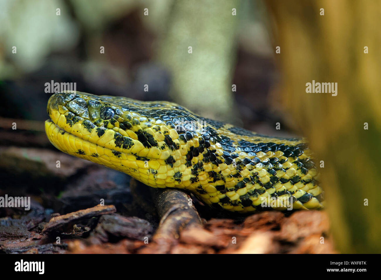 Yellow anaconda  - Eunectes notaeus Stock Photo