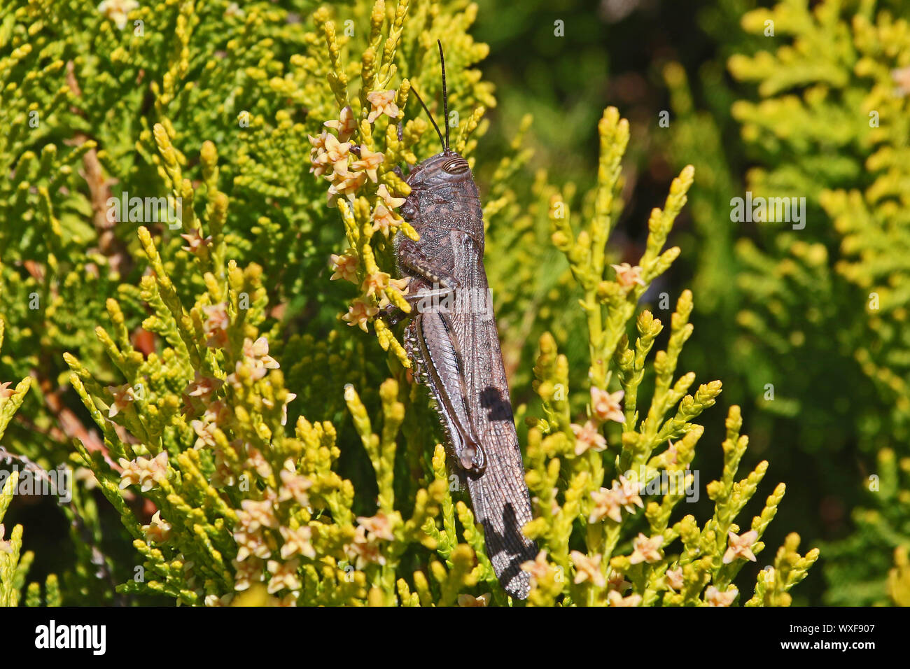 adult Egyptian grasshopper close up Latin aegyptium anacridium on a thuja tree Latin name arbor vitae cupressaceae showing stripe on eye in Italy Stock Photo