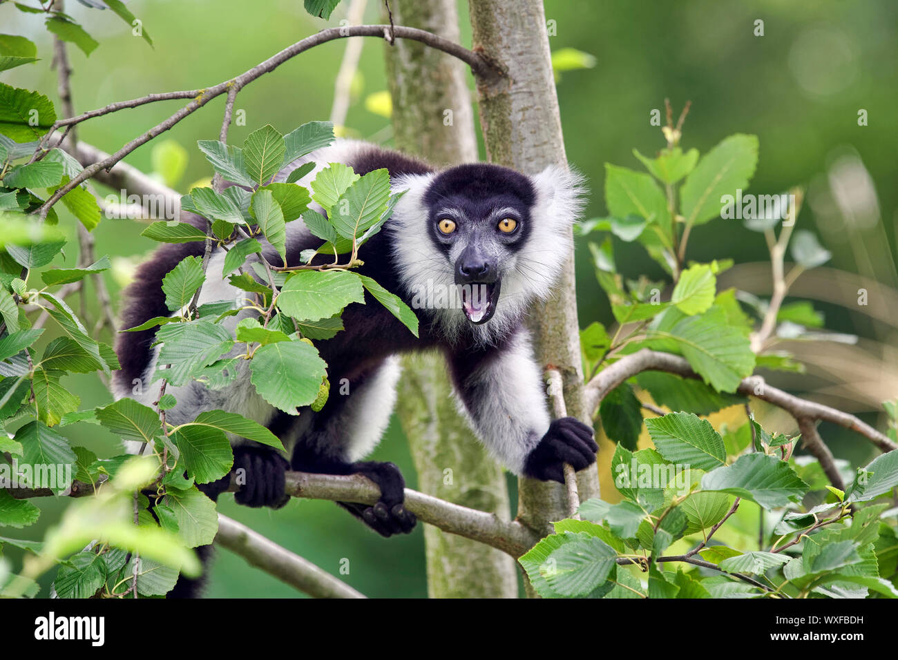 Black-and-white ruffed lemur - Varecia variegata Stock Photo