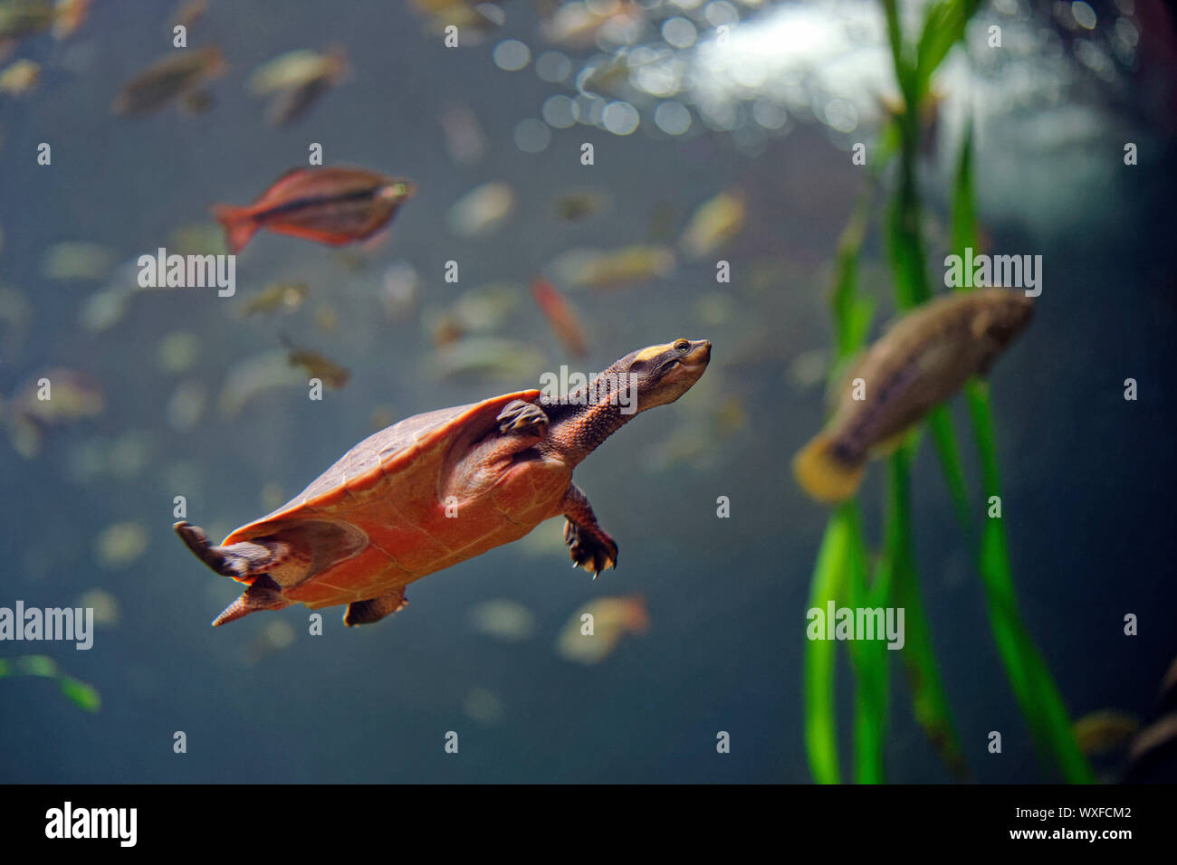 Red-bellied short-necked turtle  - Emydura subglobosa Stock Photo