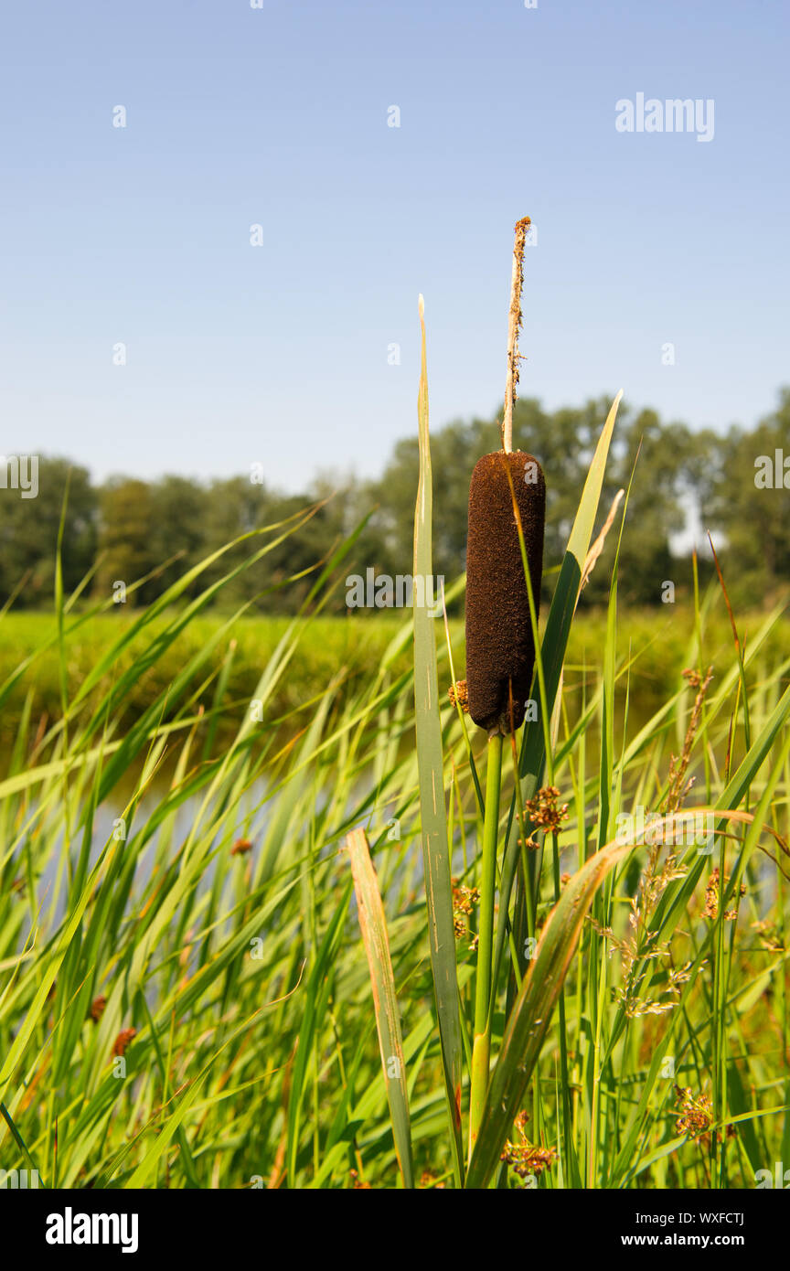 Bulrush near water in Holland Stock Photo