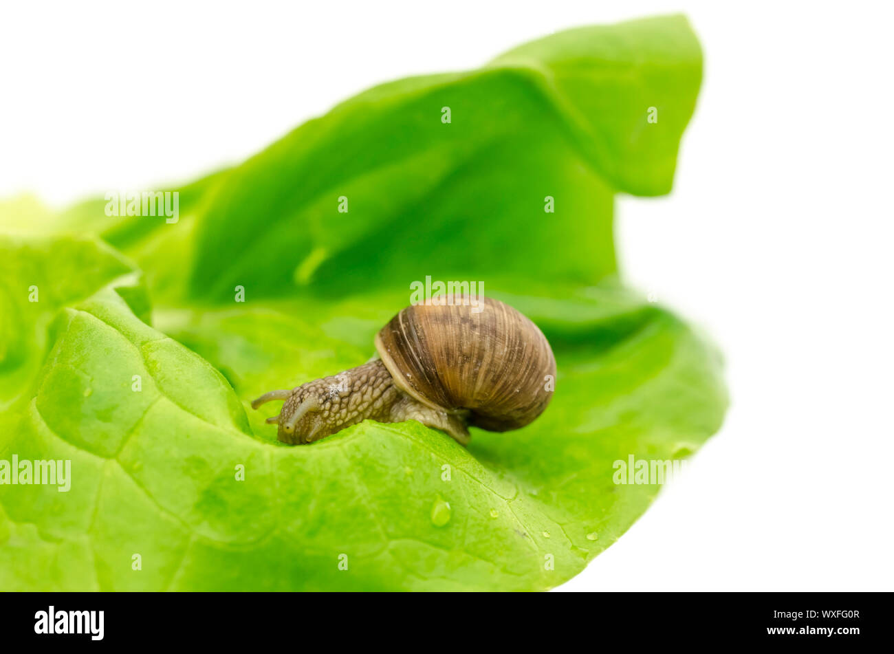 Garden snail eating lettuce leaf. Isolated on white background Stock Photo Alamy