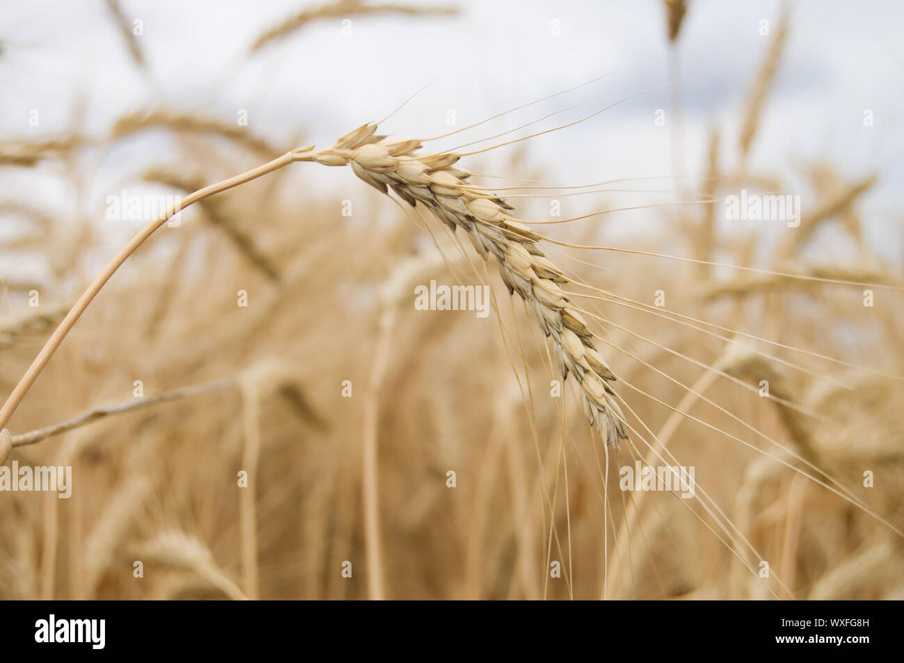 ear of wheat with dark blue sky on a background Stock Photo - Alamy