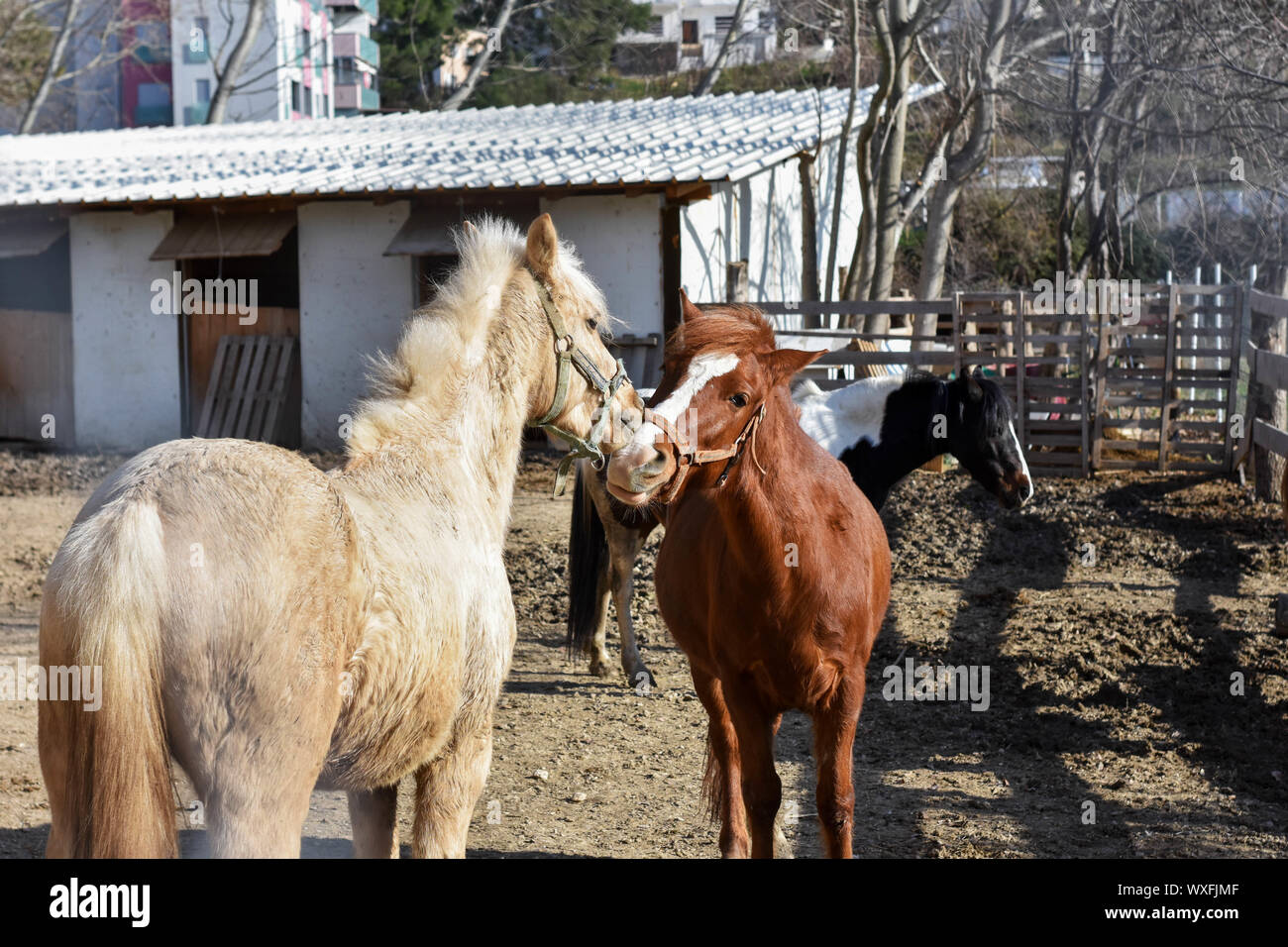 Closeup portrait of two playful horses together at the farm field/ brown and white horses playing together Stock Photo