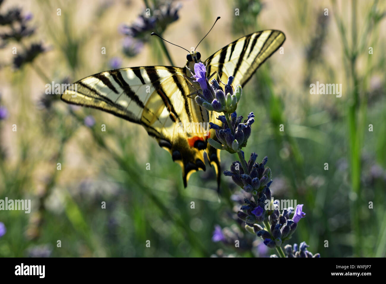 Closeup of beautiful yellow swallowtail butterfly eating nectar from