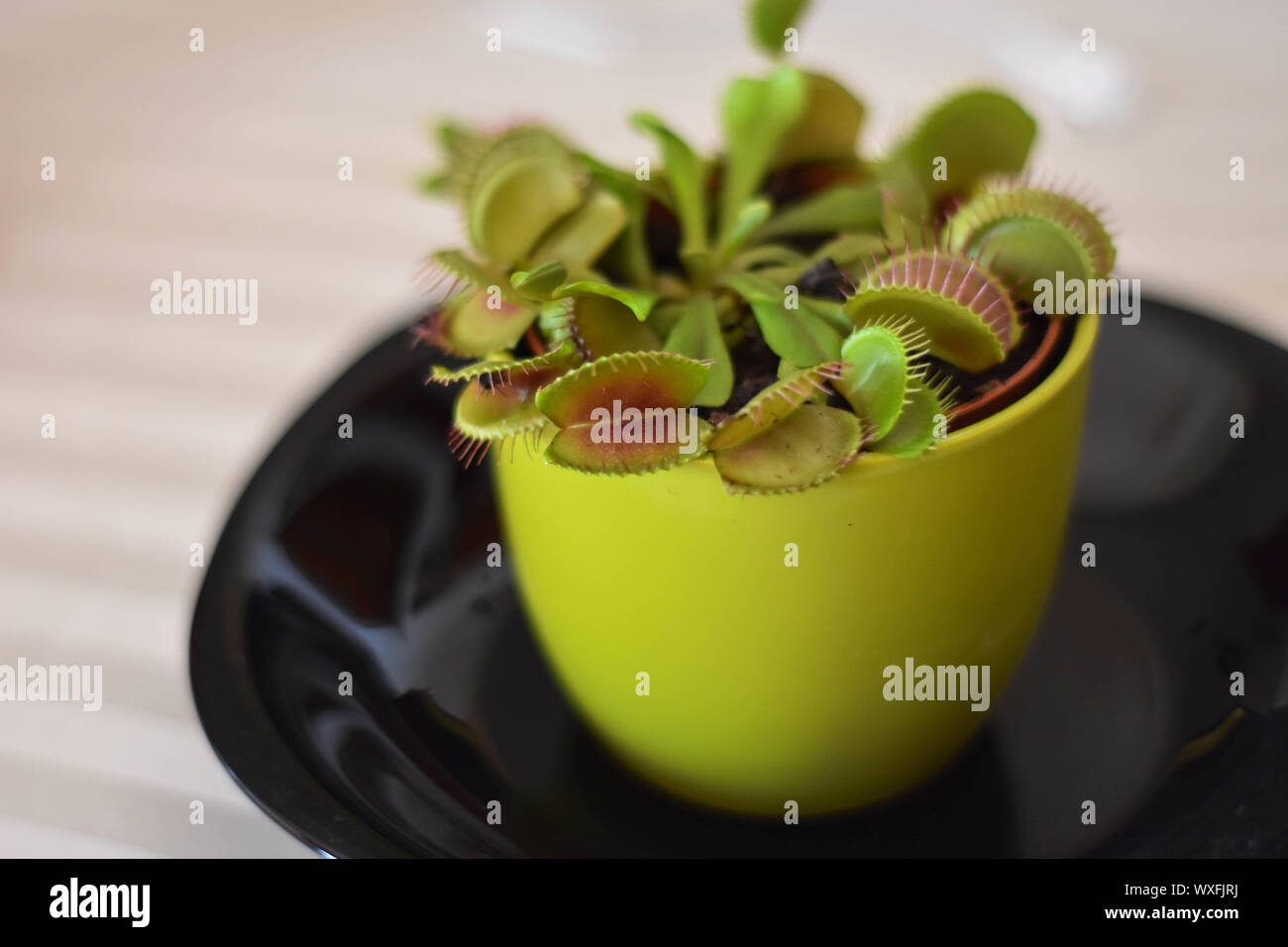 Several Venus flytraps in pot. Close up on carnivorous plant waiting for its prey on table Stock Photo