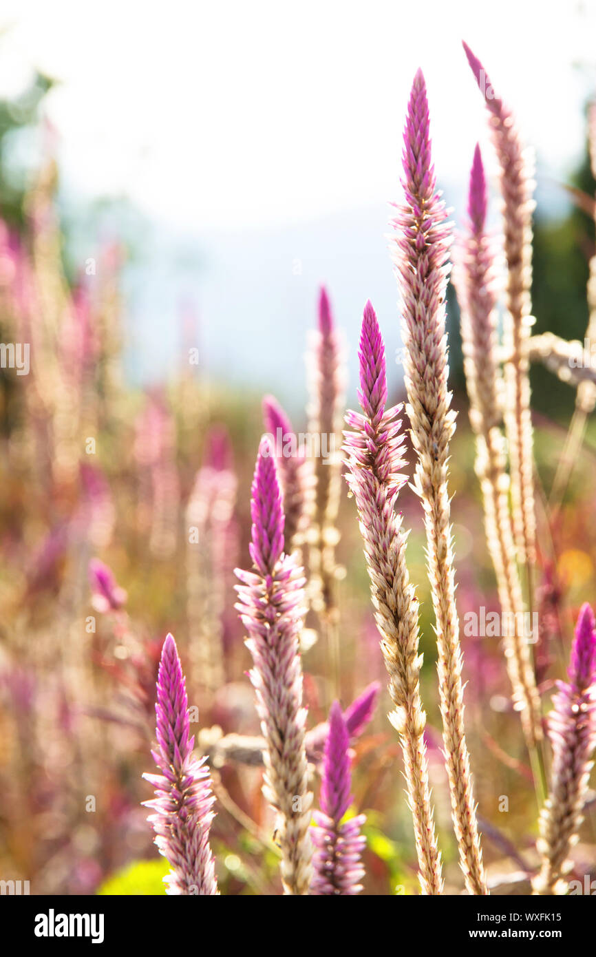 flowering grass plants Stock Photo Alamy