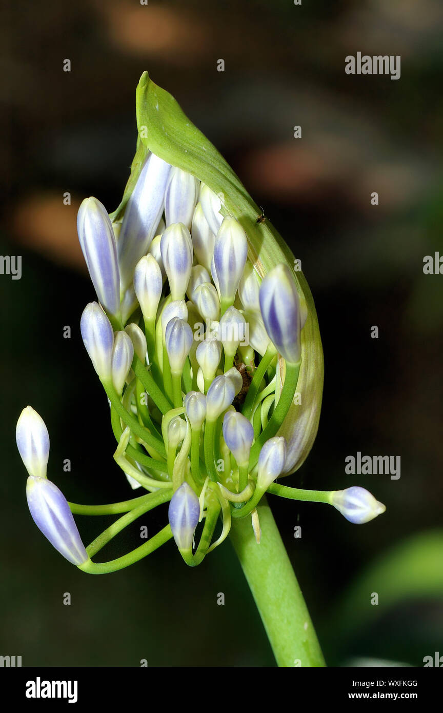 The bud of Agapanthus africanus flower opening Stock Photo Alamy
