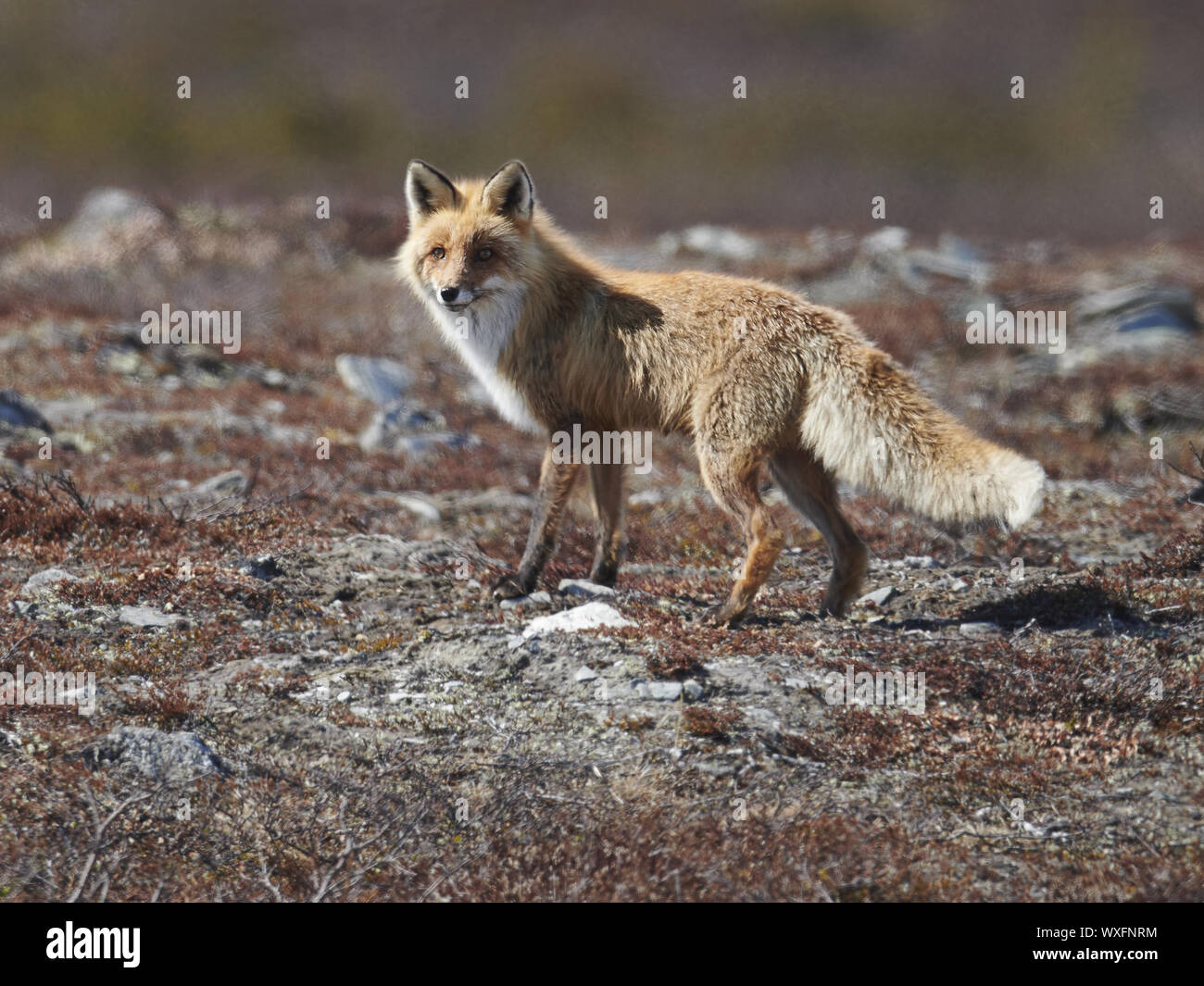 fox Stock Photo