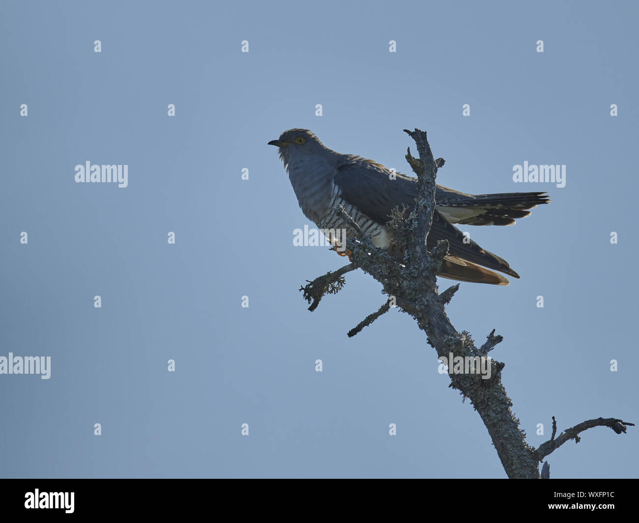 cuckoo Stock Photo