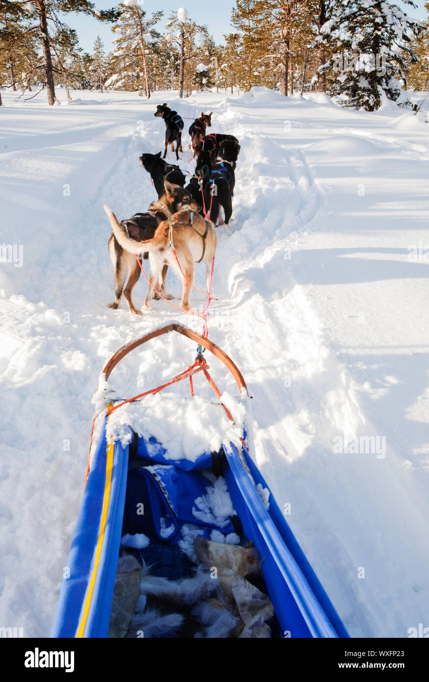 Dog Sled Team Stock Photo Alamy
