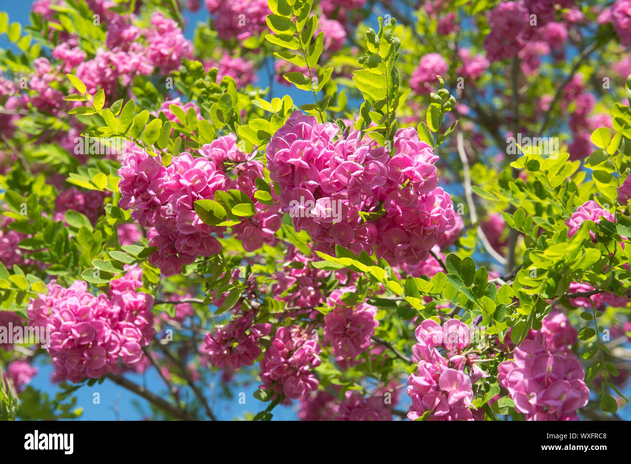 flowers of pink acacia in a day of spring Stock Photo