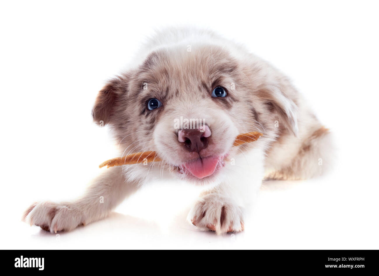 portrait of puppy border collie who eating a stick in front of white background Stock Photo