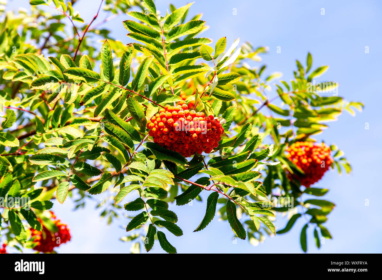 Blue berries red leaves hi-res stock photography and images - Alamy