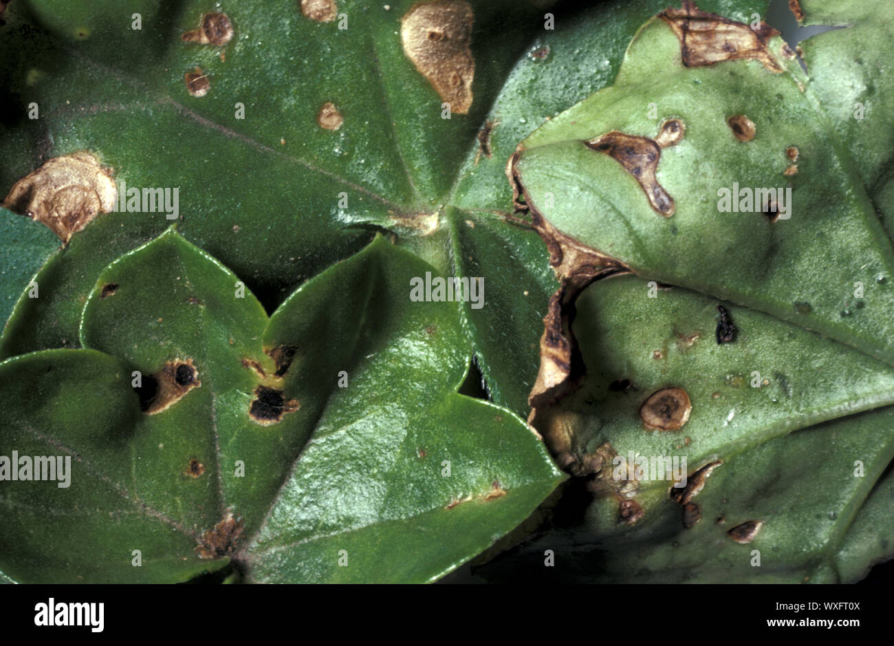 BACTERIAL LEAF SPOT ON PELARGONIUM Stock Photo Alamy