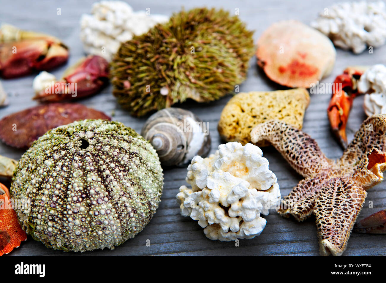 Different types of marine life from Atlantic ocean in Newfoundland
