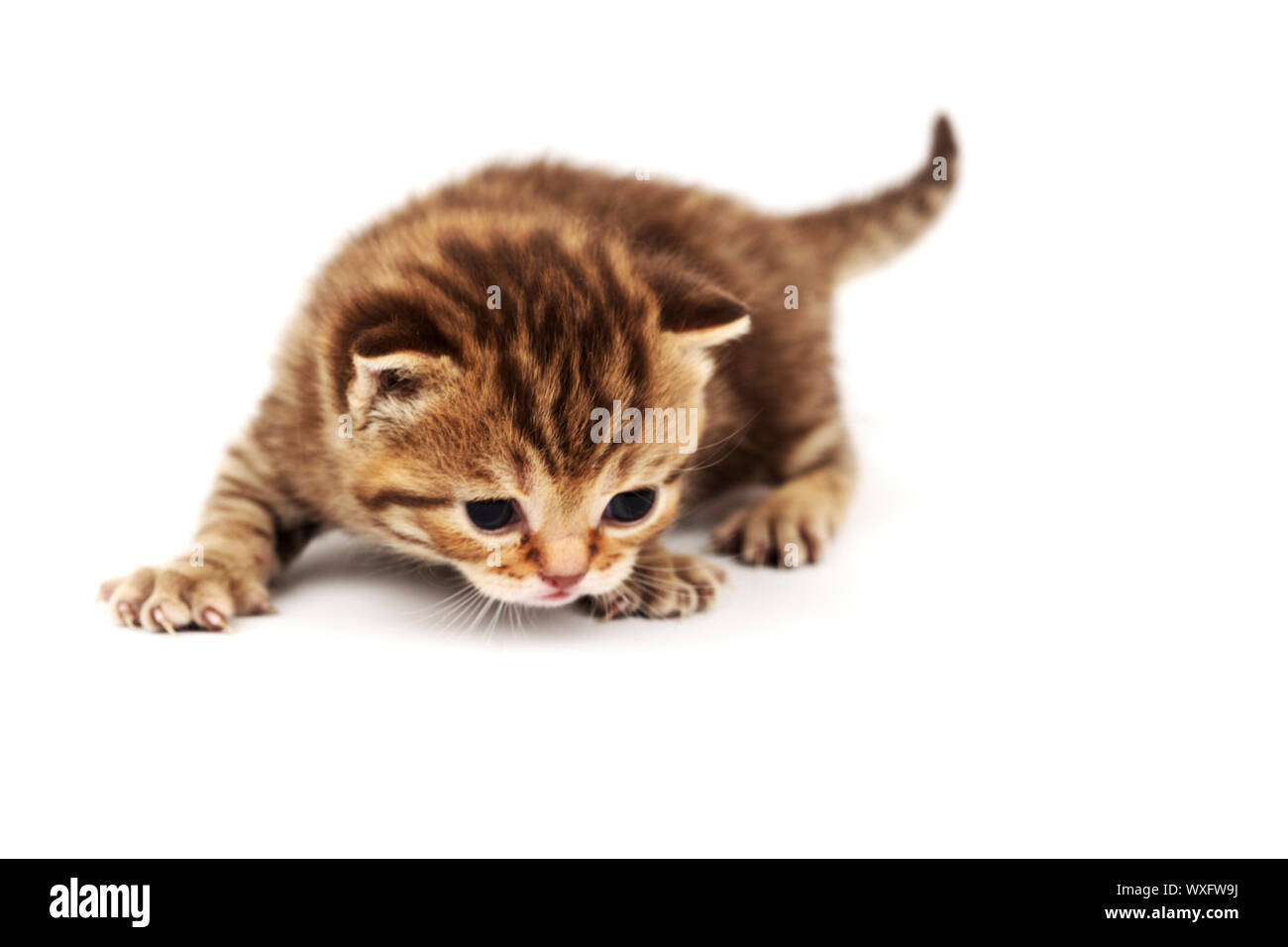 cat isolated on white background Stock Photo - Alamy