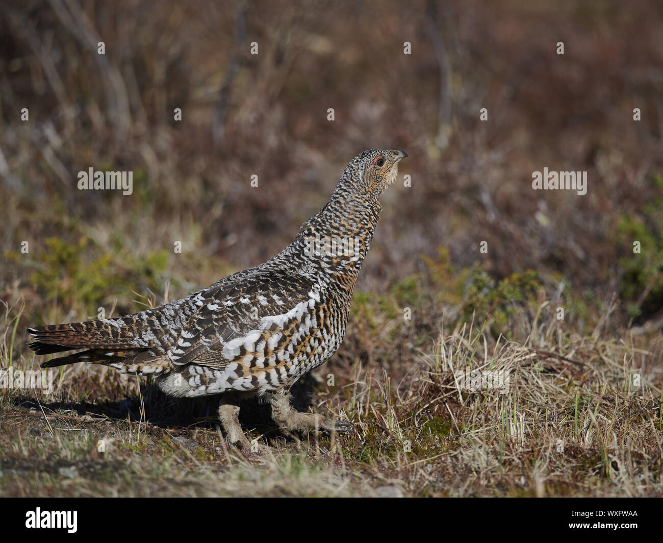 Wood Grouse High Resolution Stock Photography And Images Alamy