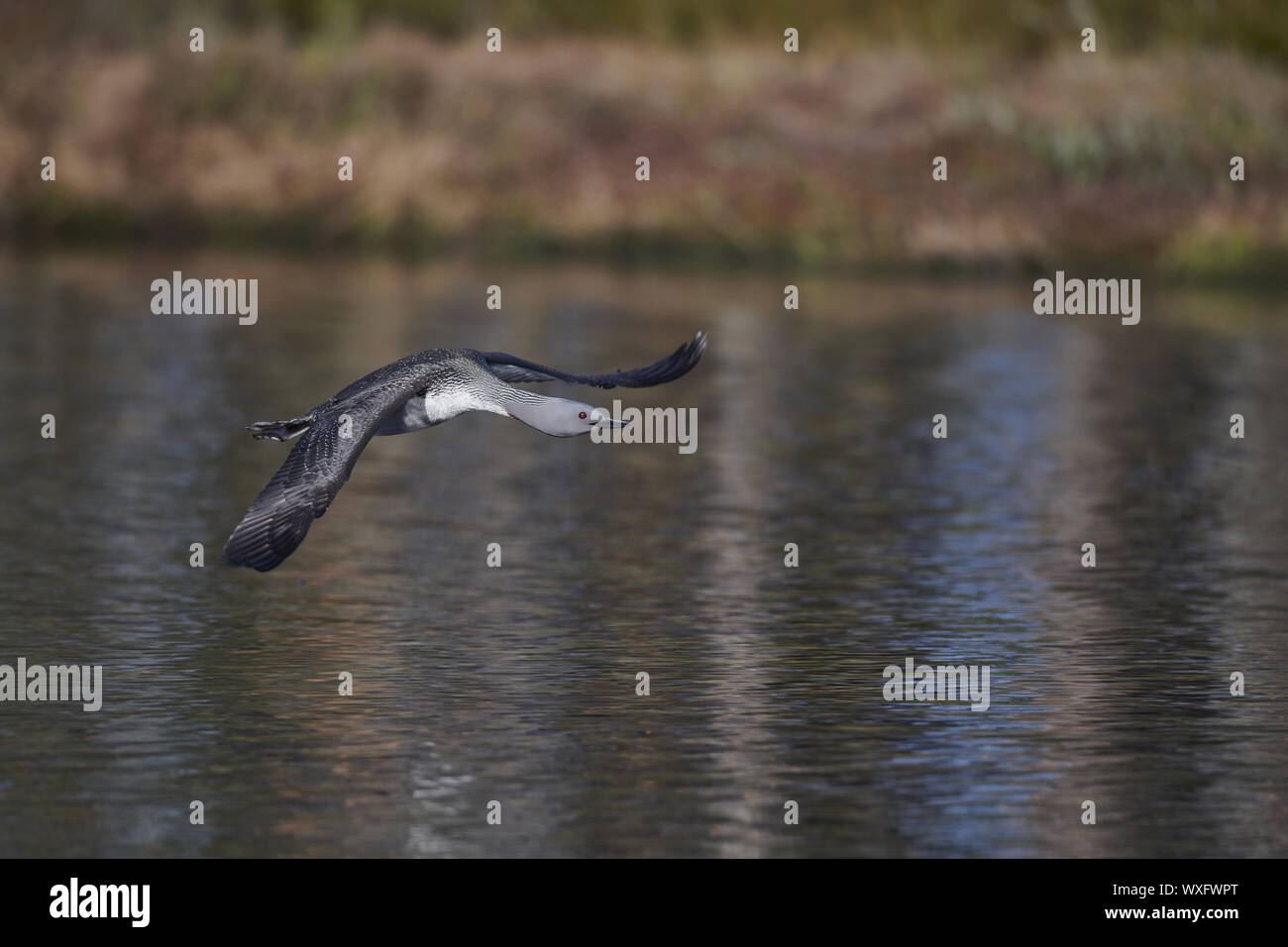 Red-throated Grebe Stock Photo