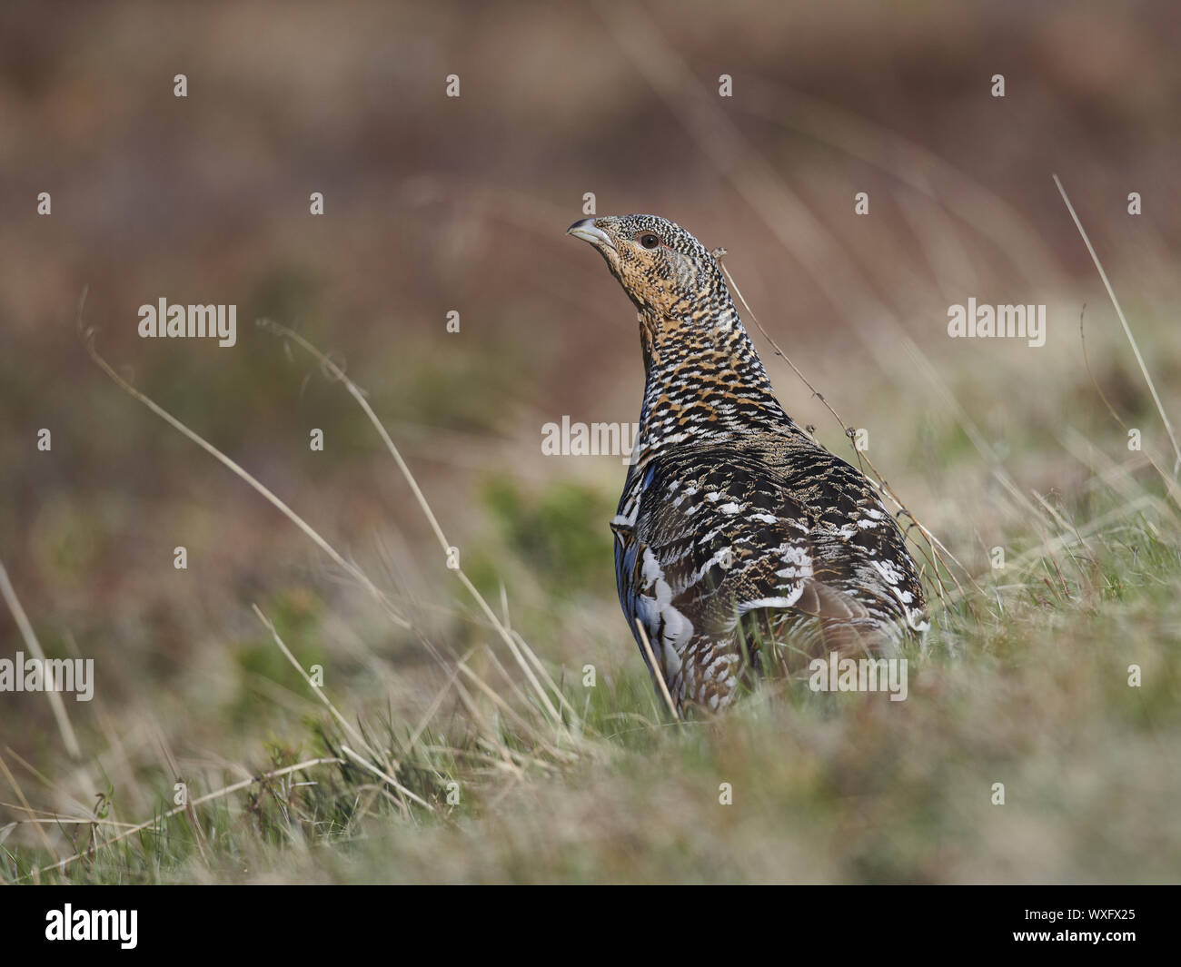 wood grouse Stock Photo Alamy