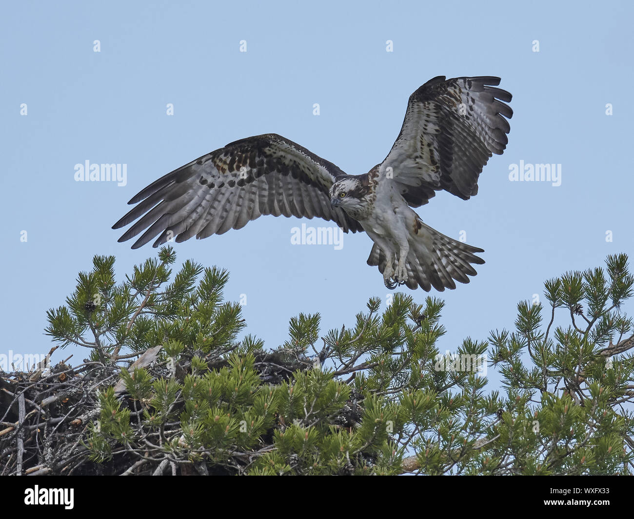 osprey Stock Photo