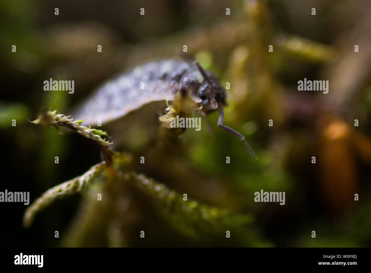 pill bug crawling on moss in forest Stock Photo Alamy