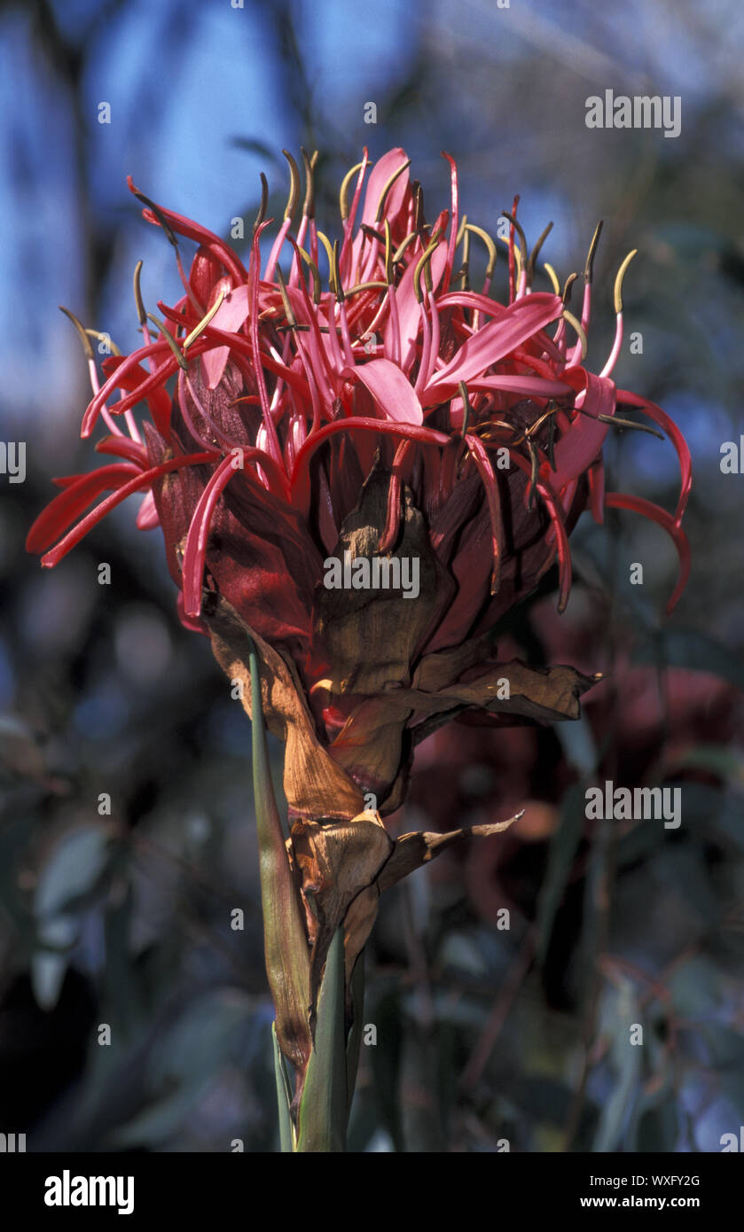 Gymea lily hires stock photography and images Alamy