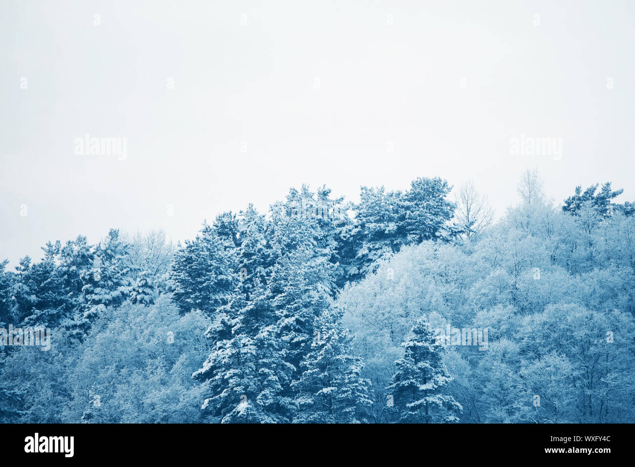 pine forest in snow Stock Photo - Alamy