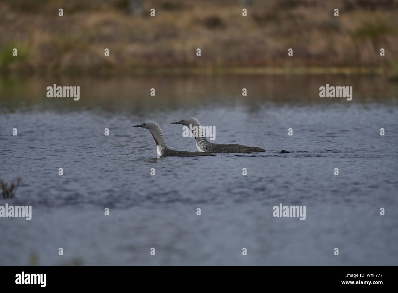 Red-throated Grebe Stock Photo