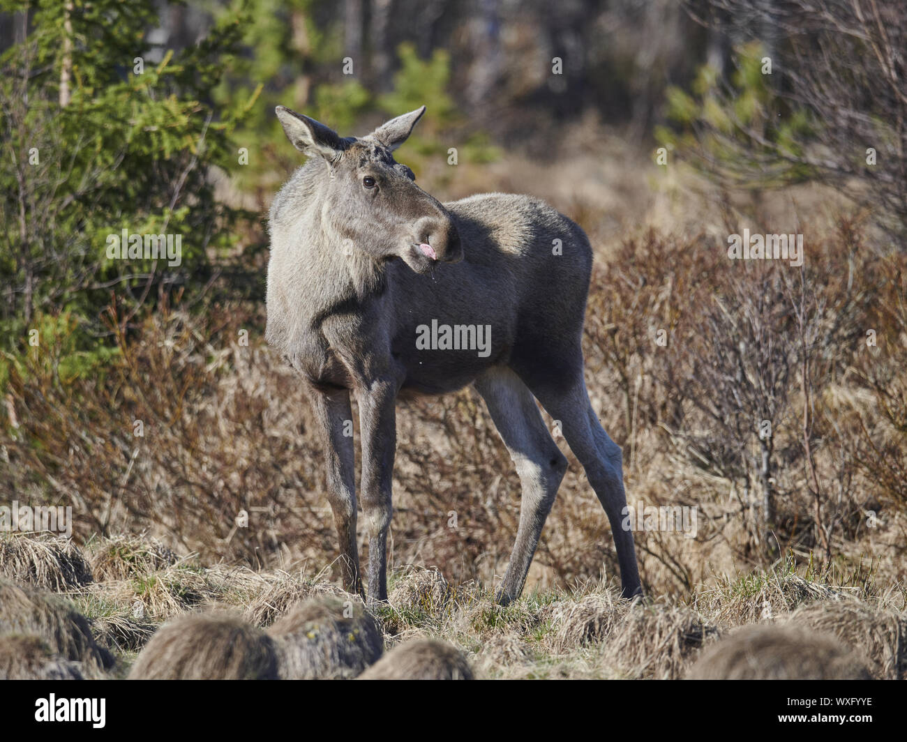 moose Stock Photo