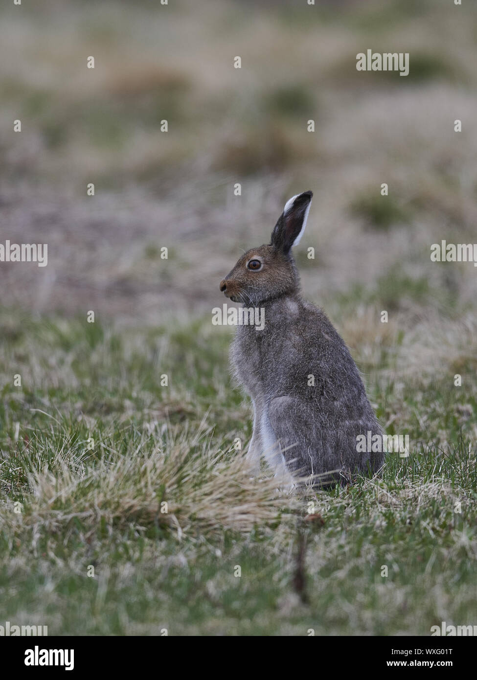 snow hare Stock Photo