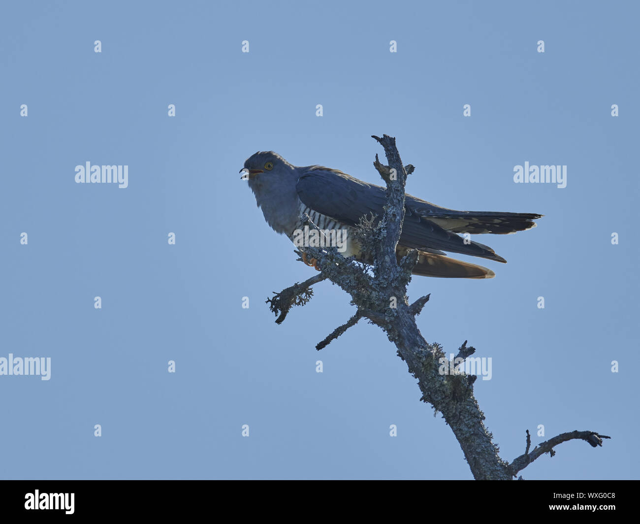 cuckoo Stock Photo